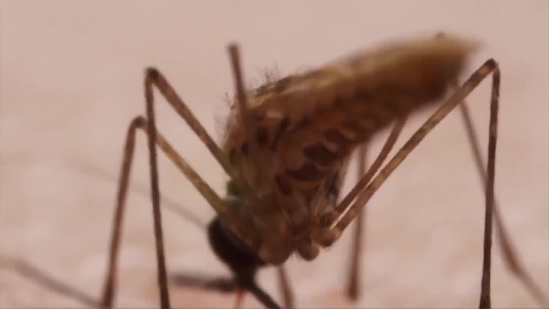 mosco de dengue