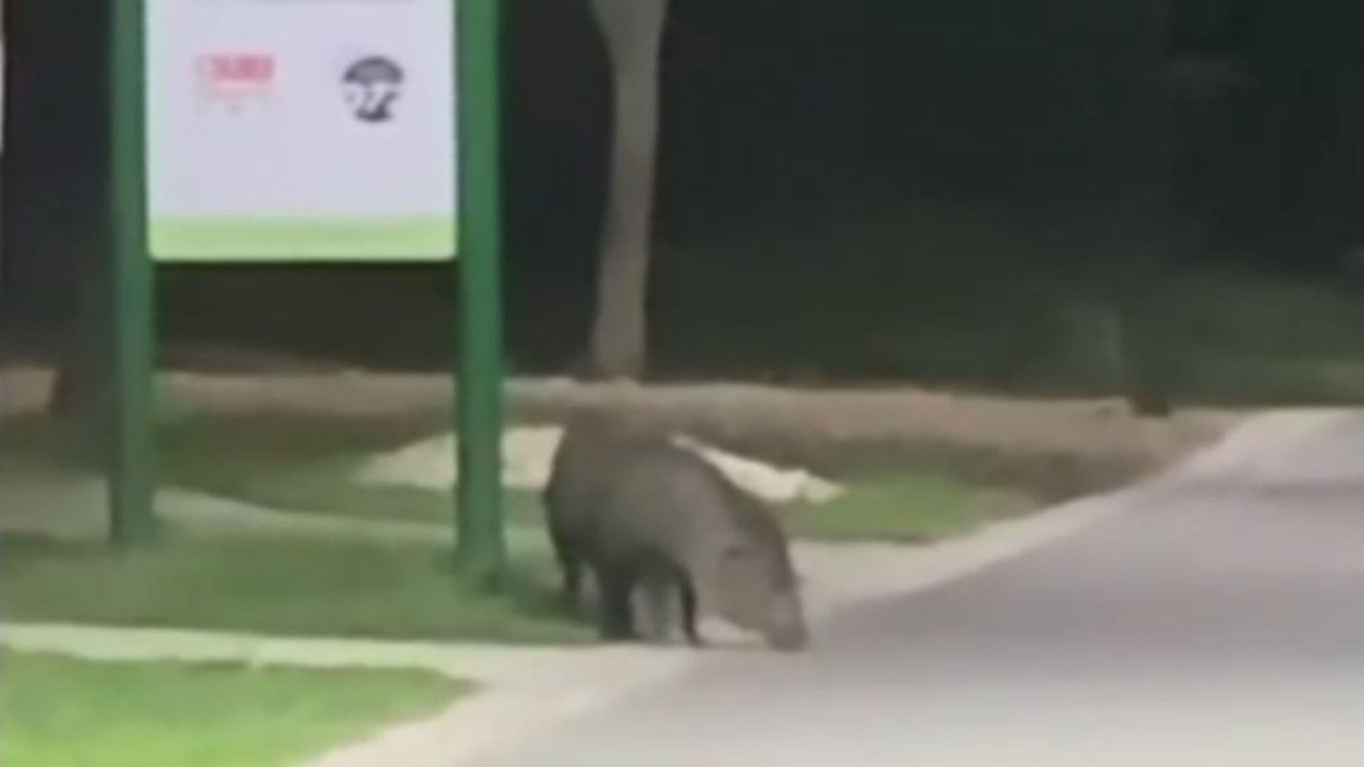 Jabalí en Monterrey