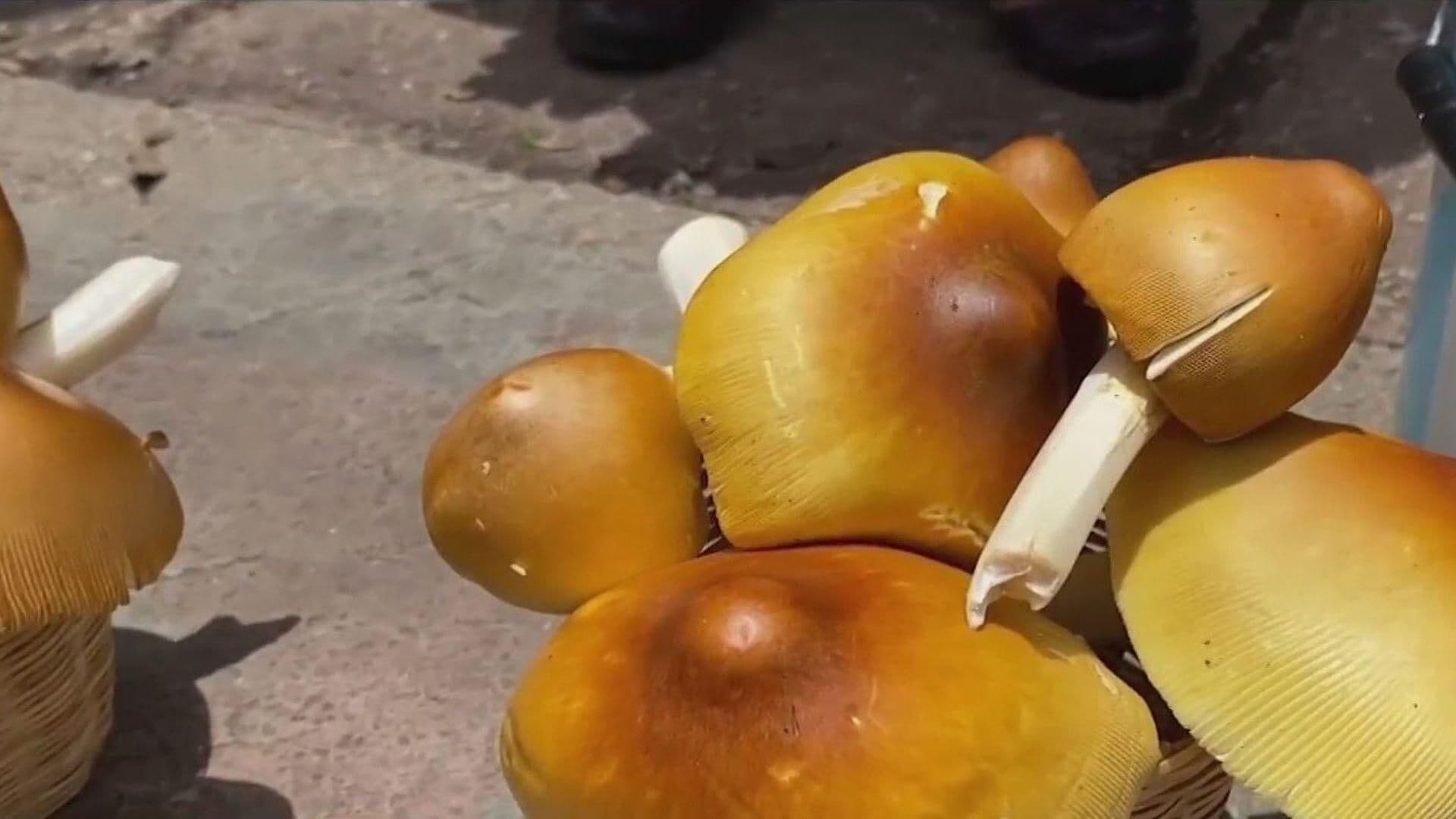 Foto: Paseo de Amigos Termina Casi en Velorio por Comer Hongos Venenosos en Chiapas