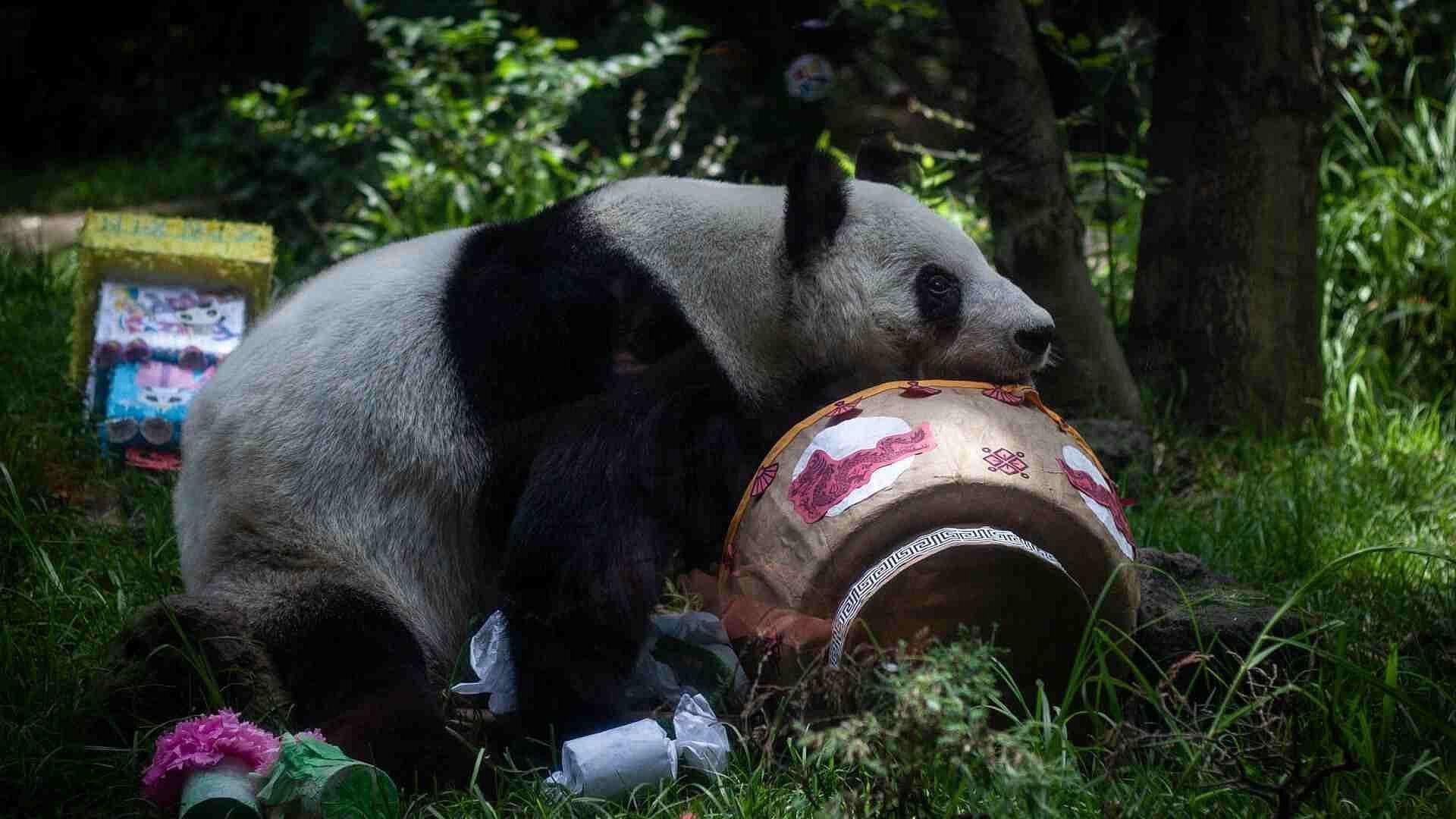 FOTO: Cumpleaños 35 Panda Xin Xin en el Zoológico de Chapultepec