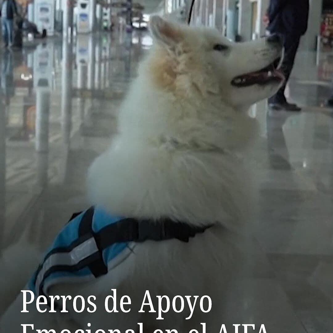 Perros de Apoyo Emocional en el AIFA