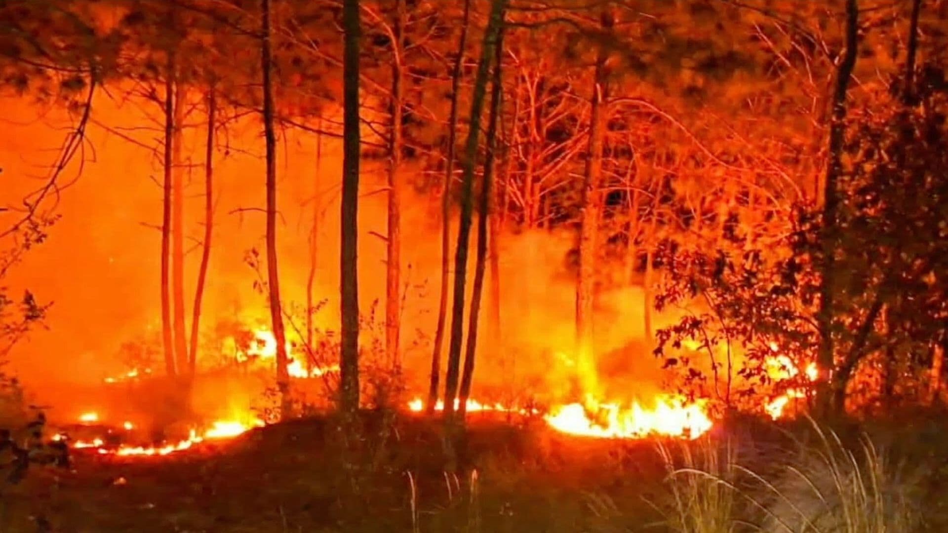 Incendios Forestales Acaban con 10 Hectáreas de Bosque en Perote, Veracruz