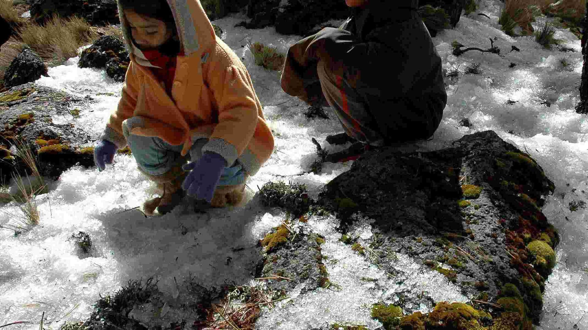 Cofre de Perote se Pinta de Blanco: Así se Ve la Nevada en la Montaña