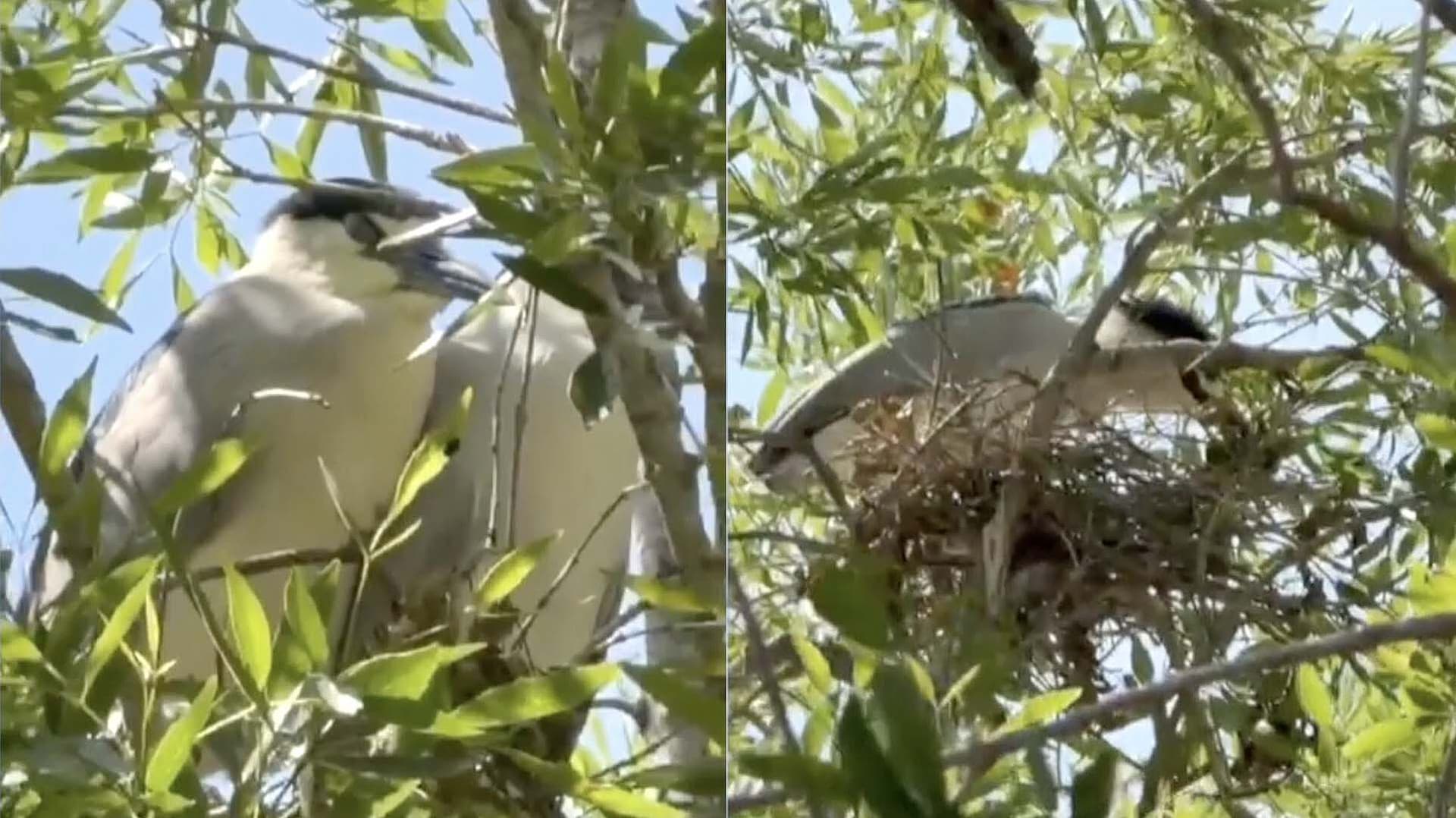Activistas de Tamaulipas Buscan Rescatar Aves Migratorias de Canadá y EUA