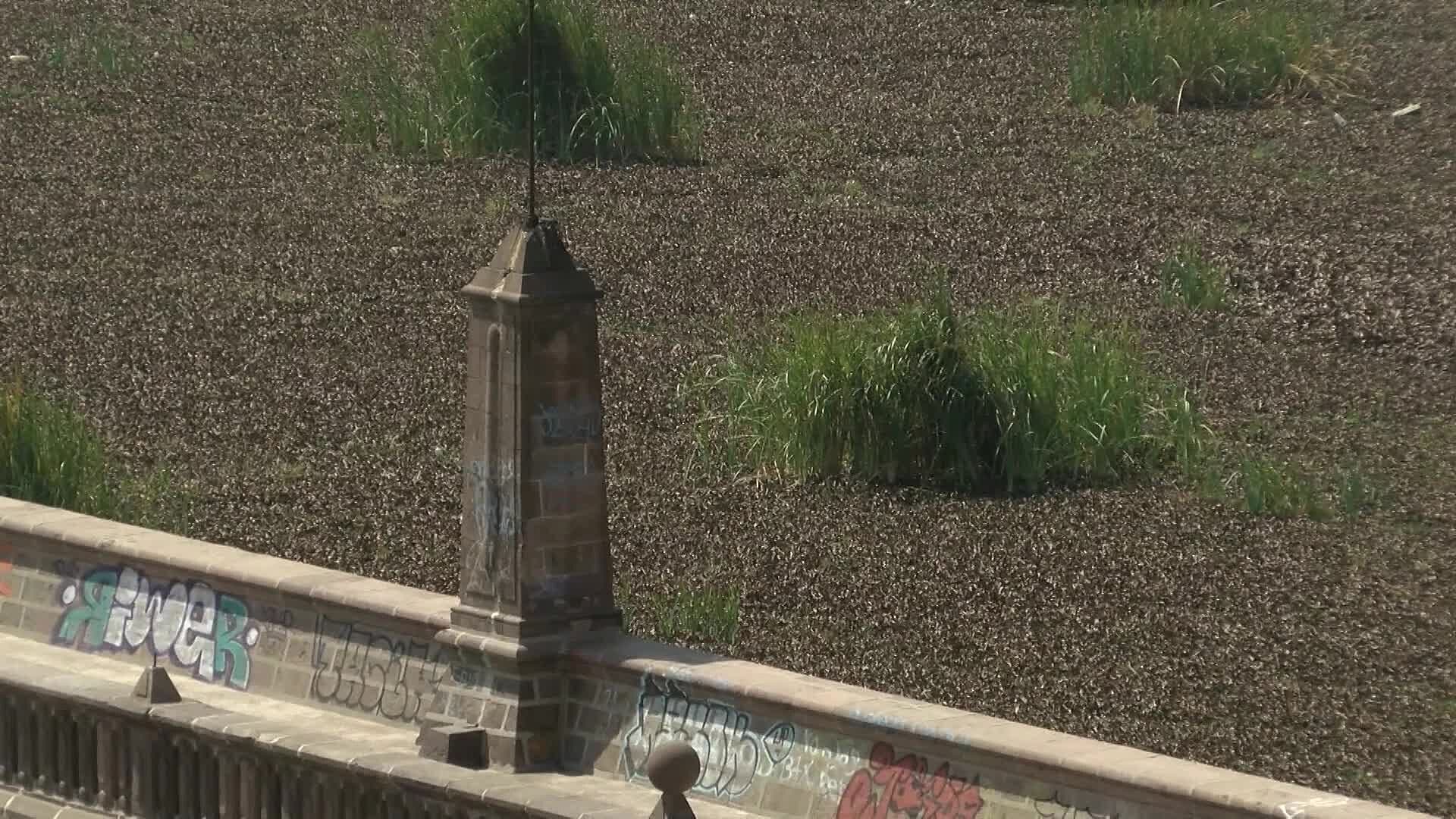 CONAGUA Limpiará Totalmente el Lirio de la Presa San José en SLP; Así Luce Recientemente