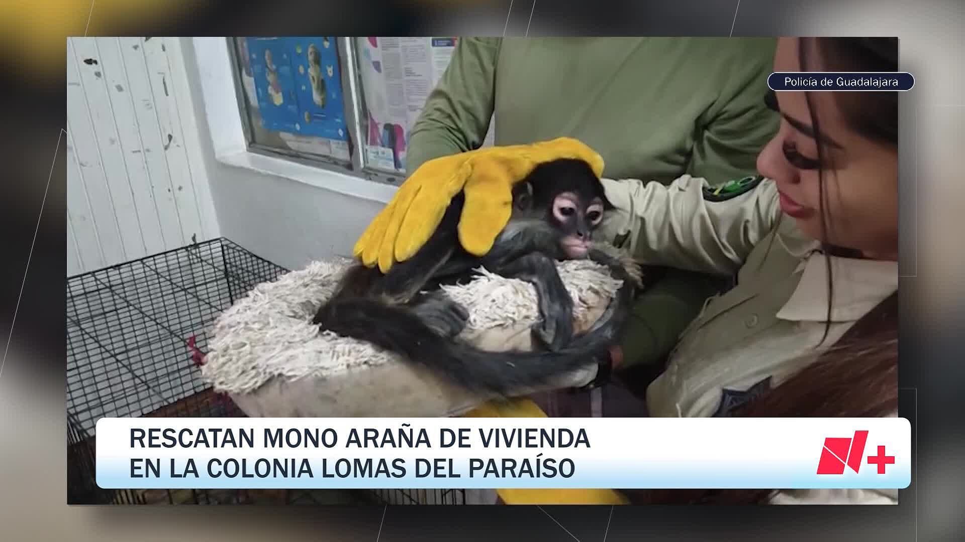 Aseguran Mono Araña en Guadalajara; Suman 4 Ejemplares Rescatados en Menos de 1 Mes