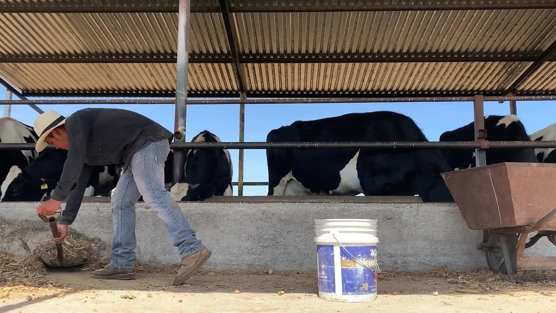 Reportan Más de 40 Casos de Gusano Barrenador en Pinal de Amoles, Querétaro