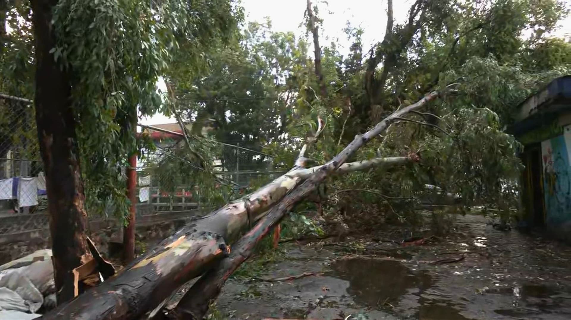 Cae Enorme Árbol en la Colonia Santiago Tepalcatlalpan, Xochimilco
