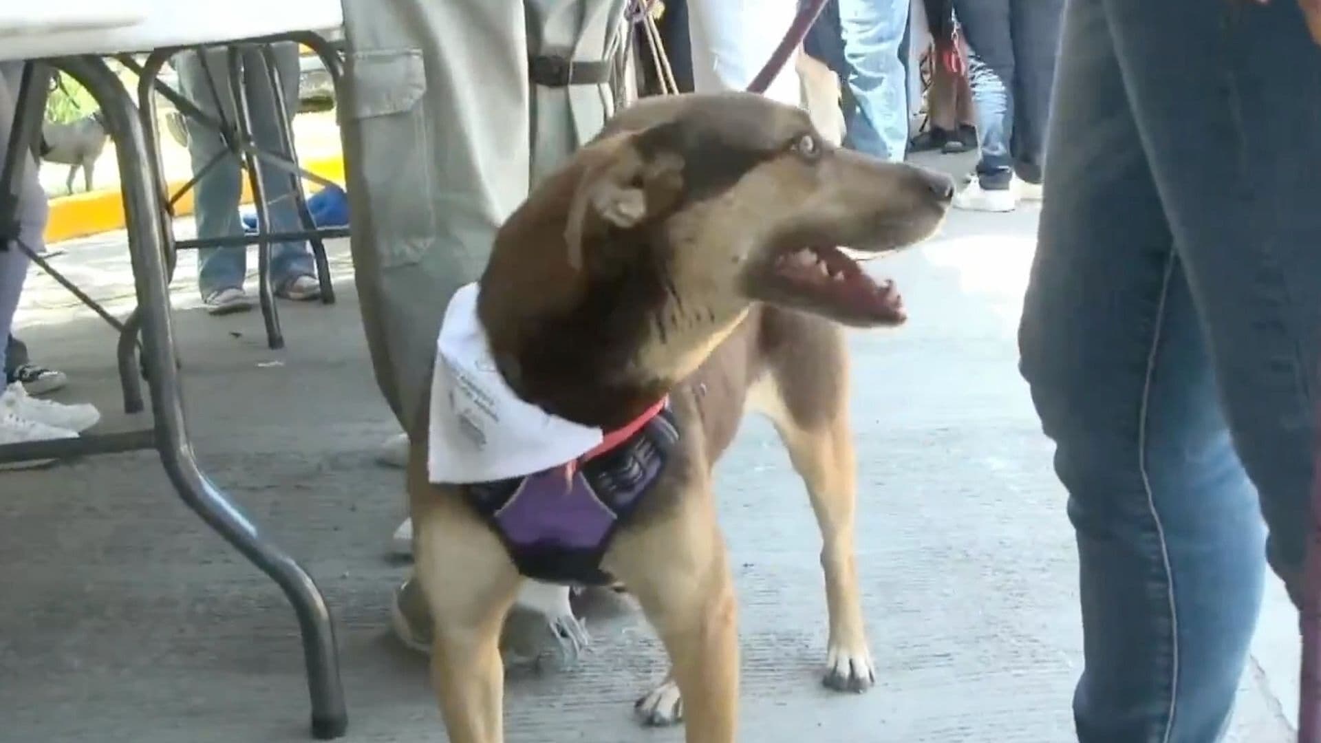 Calor en Chihuahua: ¿Cómo Proteger a tus Perritos de las Altas Temperaturas?
