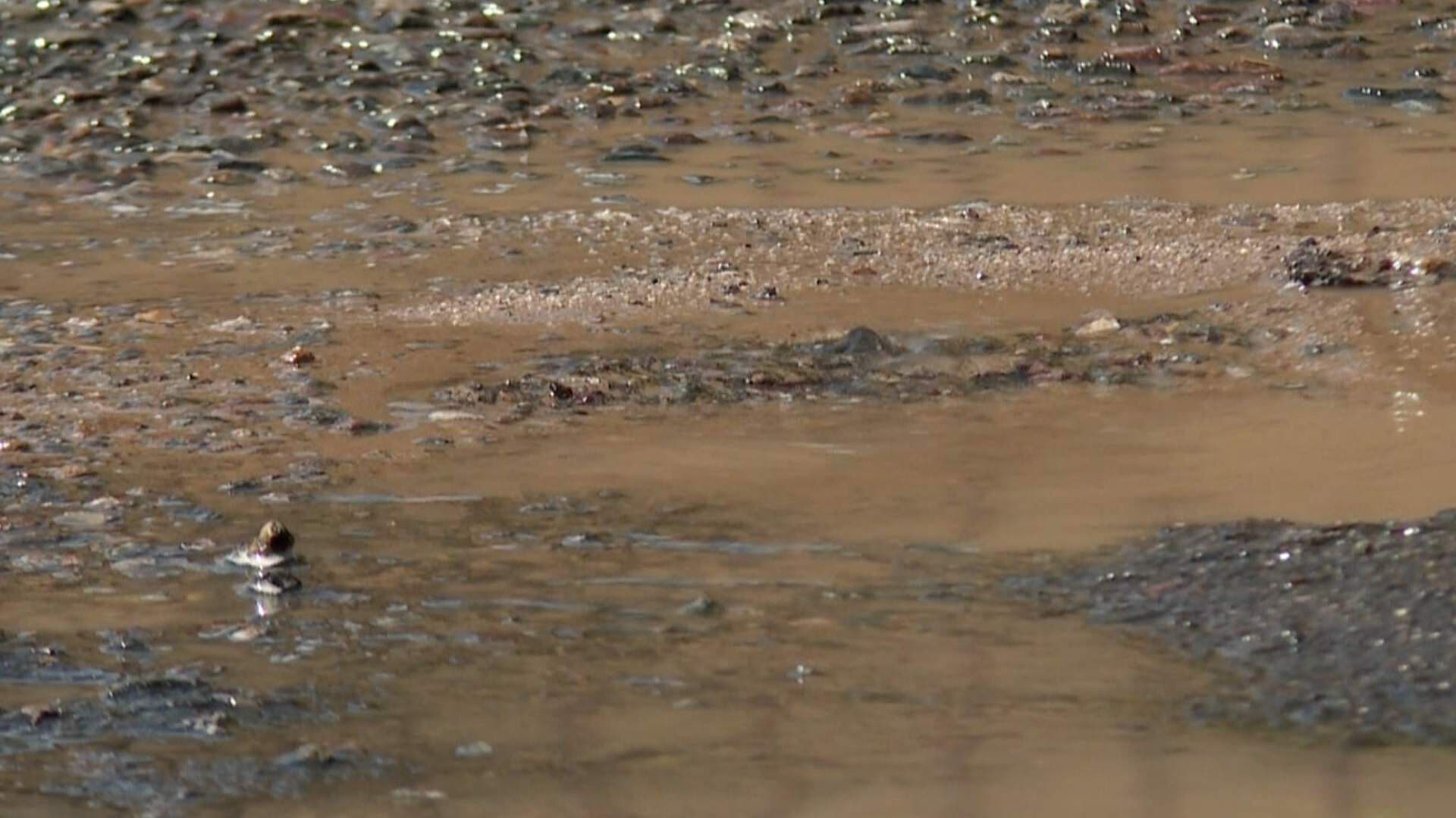 Vecinos Denuncian Problemas Constantes de Fugas en la Colonia Balderrama de Hermosillo