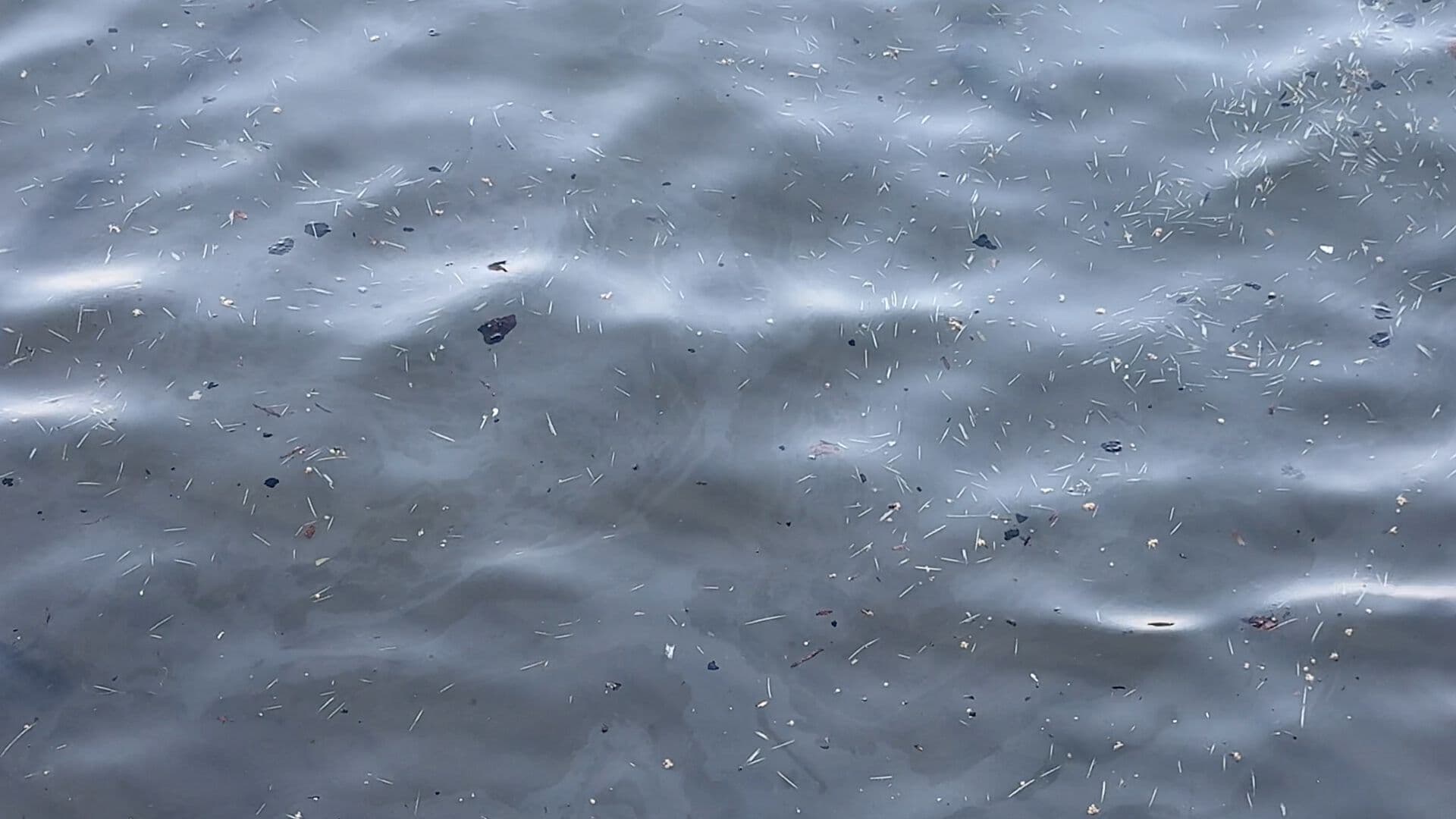 Continúan Recalando Residuos de Hidrocarburo en Muelle de Pescadores en Veracruz