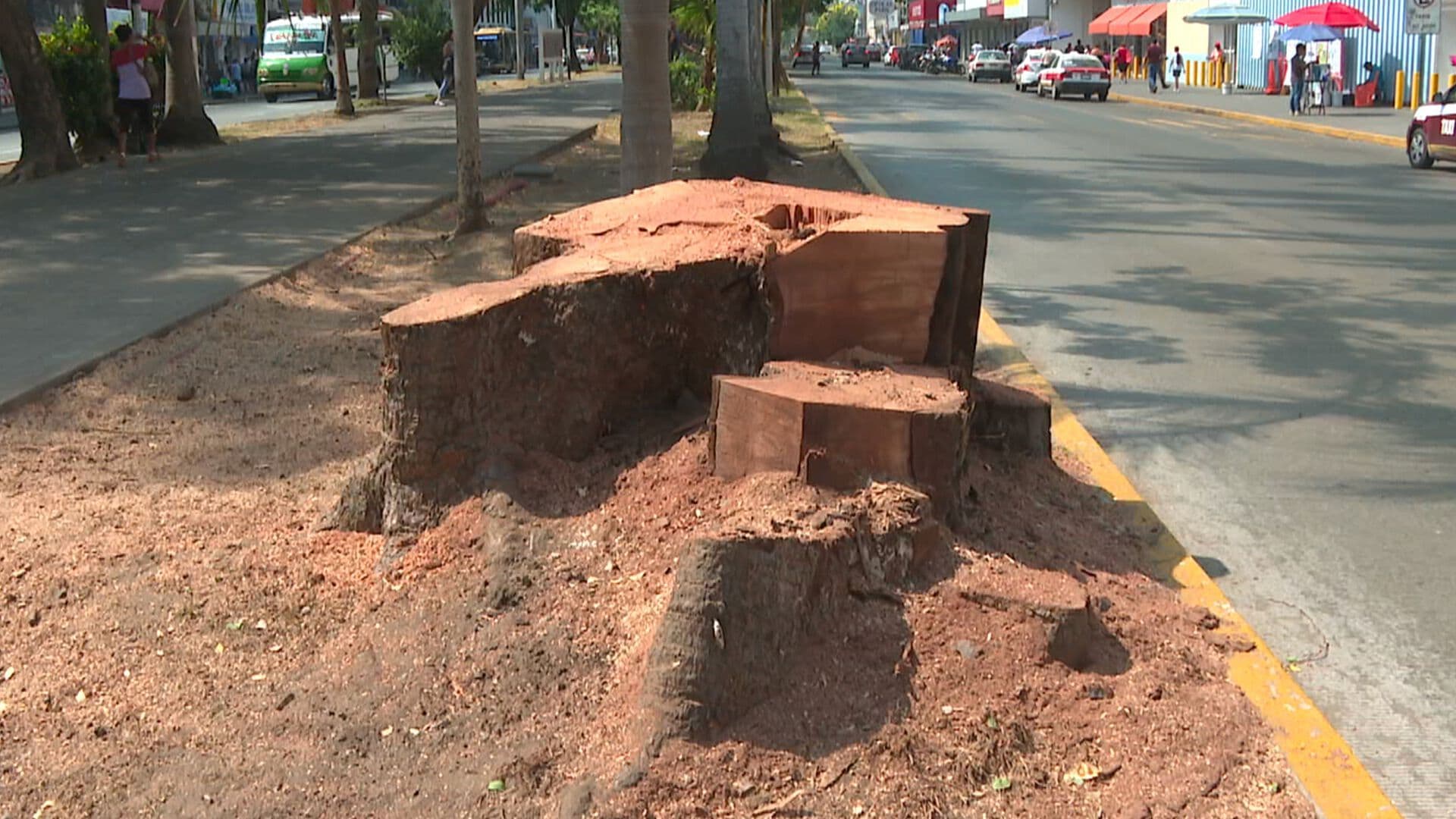 Talan Árbol de Más de 150 Años de Antigüedad en Colonia Centro de la Ciudad de Veracruz