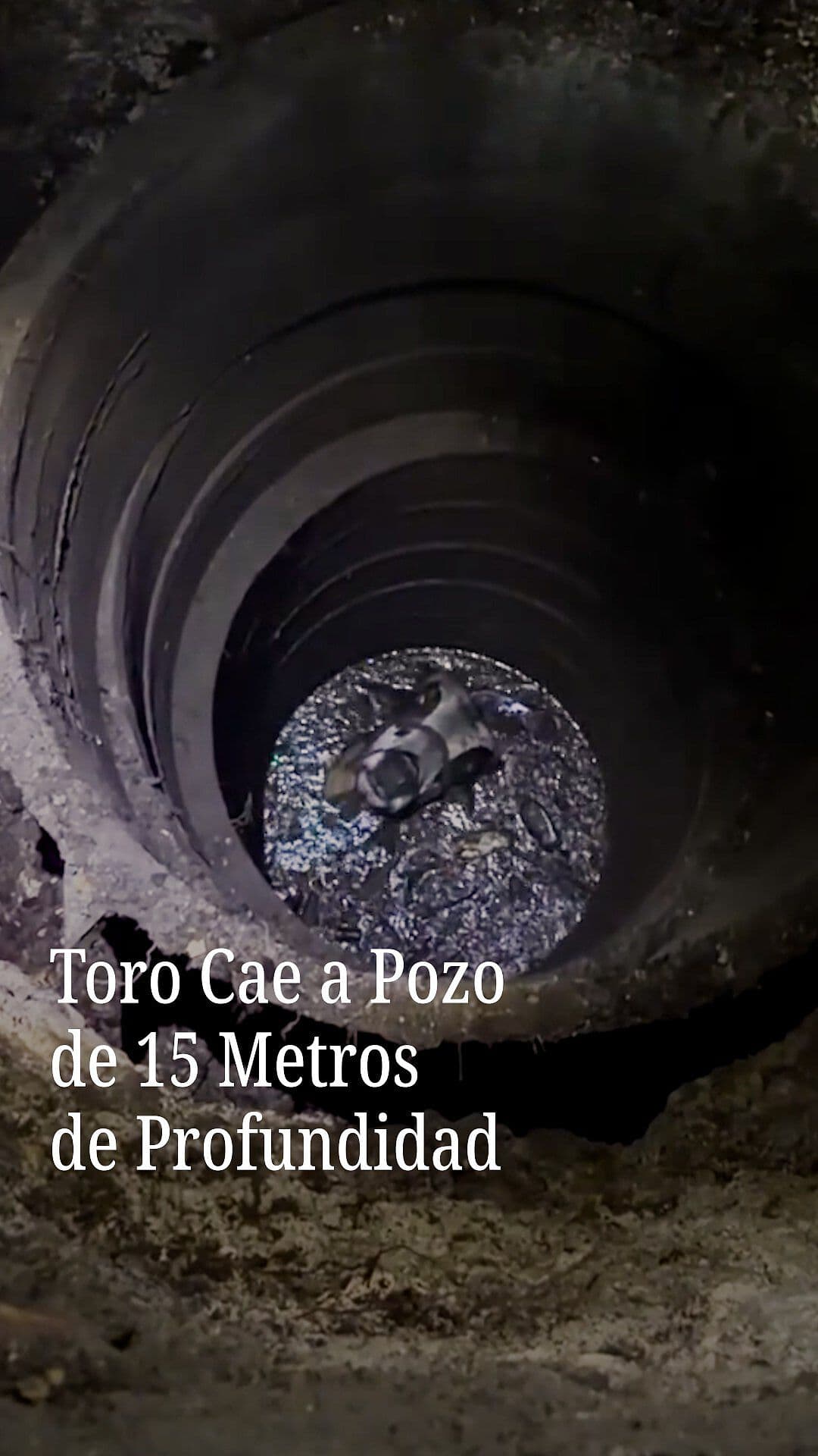 Toro Cae a Pozo de 15 Metros de Profundidad