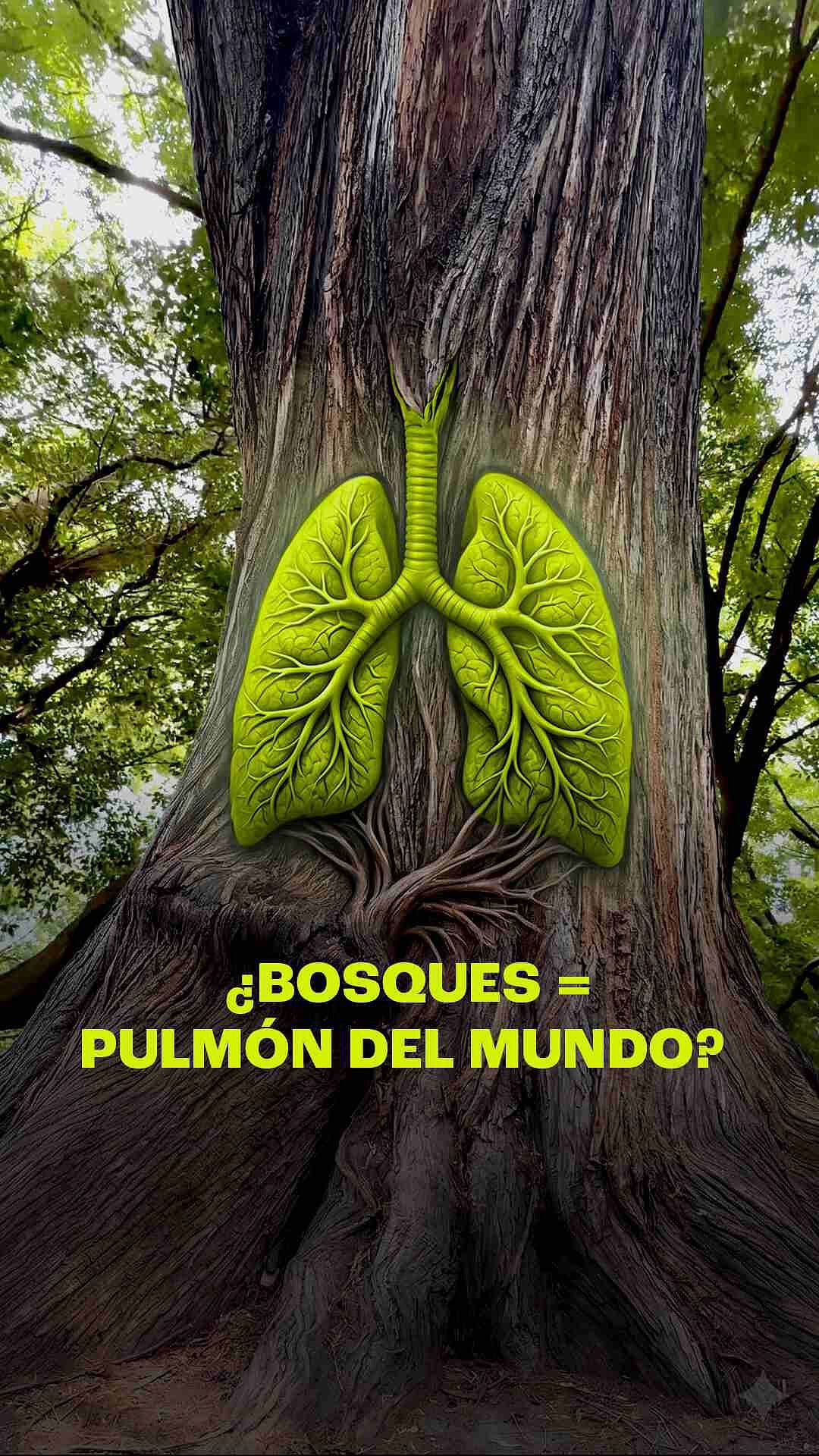 ¿Bosques = Pulmón del Mundo?