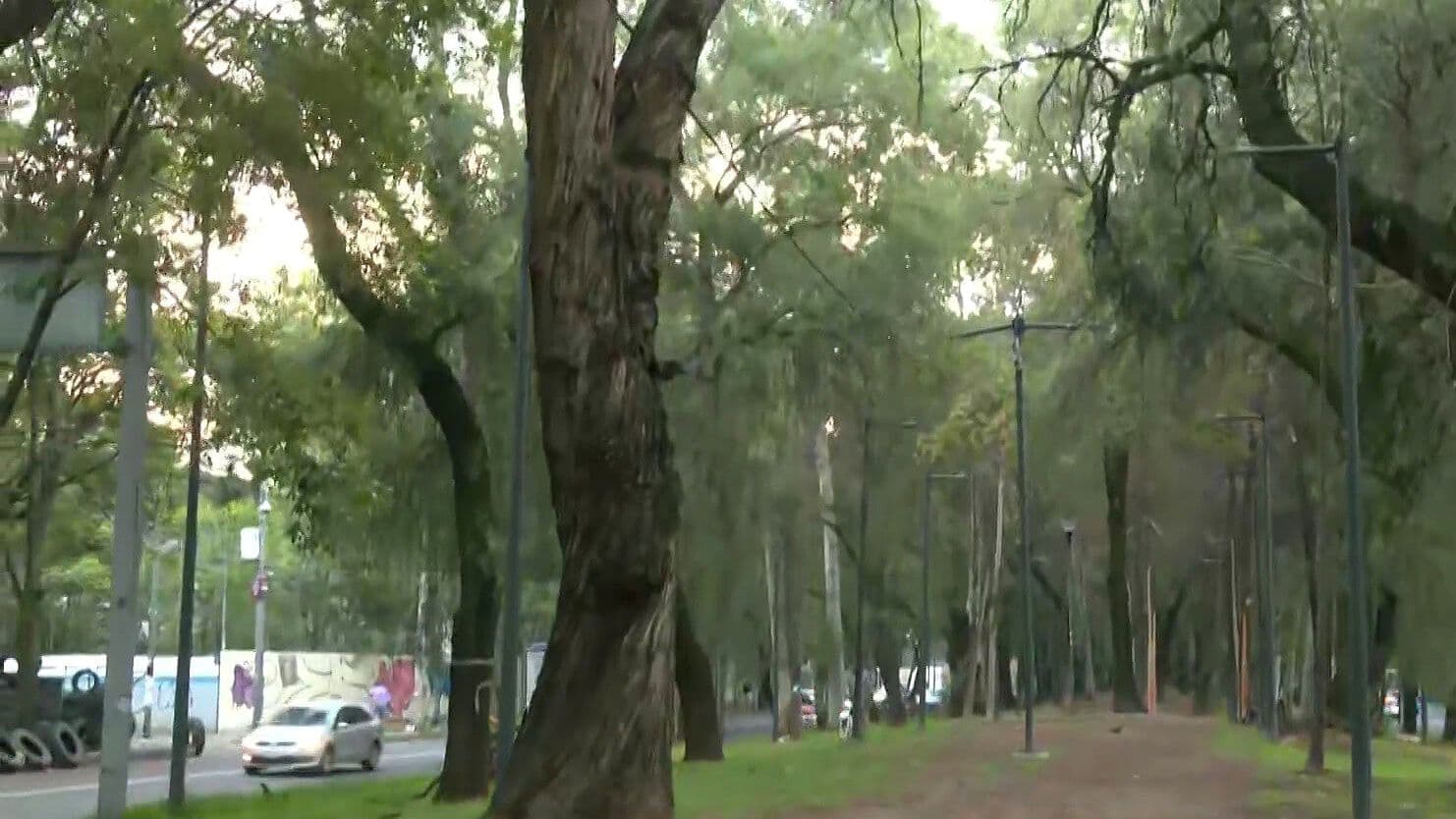 Vecinos del Rosario en Azcapotzalco Defiende Árboles