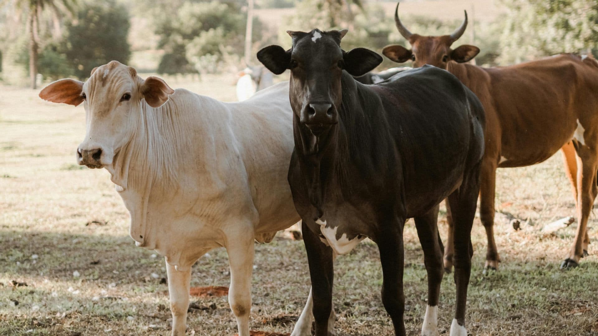 685 Casos de Gusano Barrenador en Puebla Ganado Personas Mascotas Agricultura y Desarrollo Rural 2026