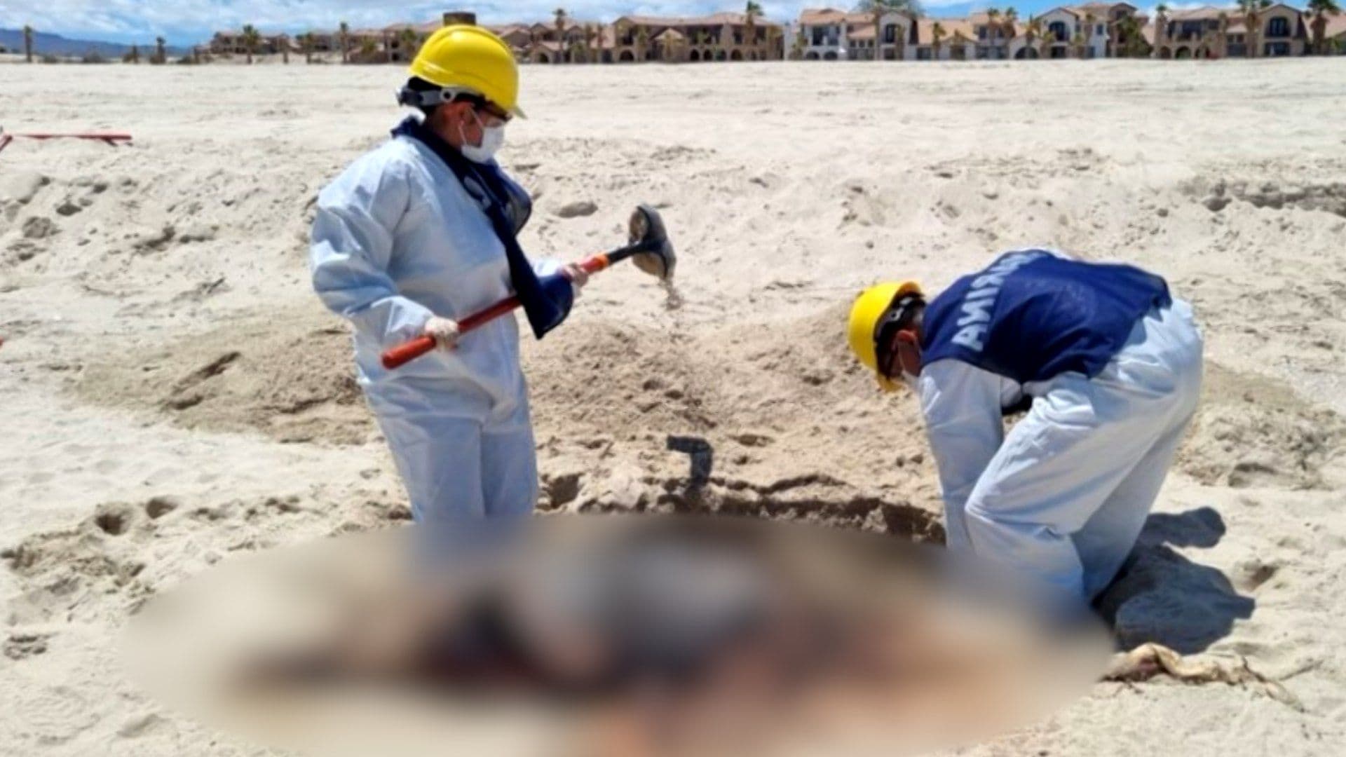 Mar Arroja Delfín Sin Vida en Playa de San Felipe, Baja California