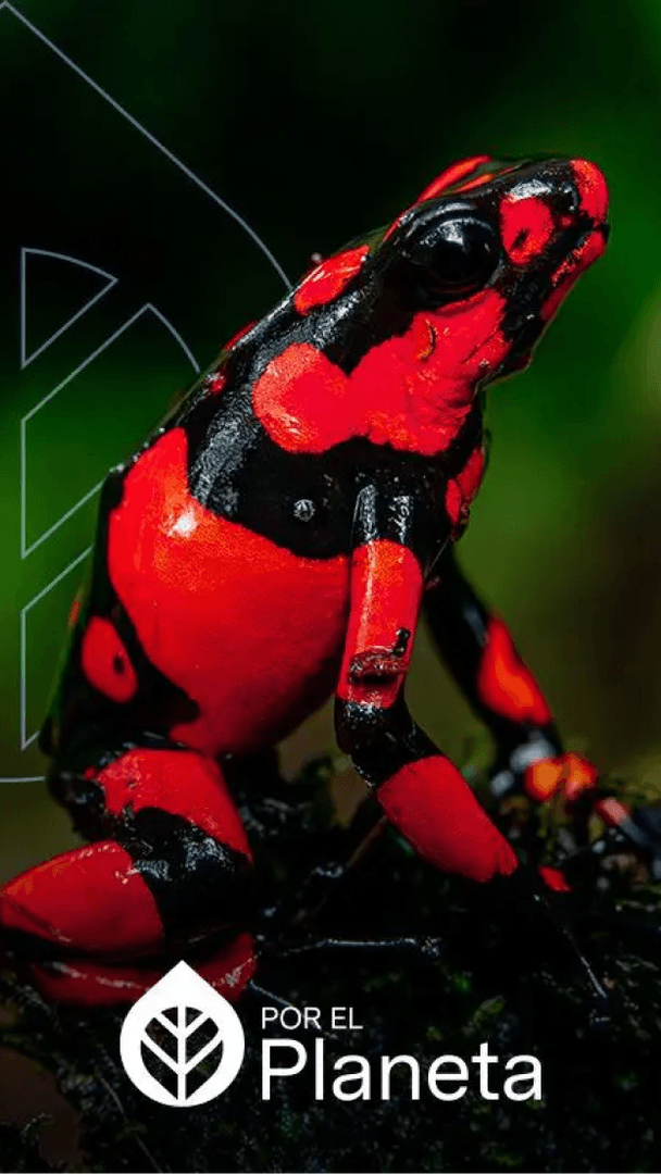 Tribugá, Donde la Selva se Abraza con el Mar