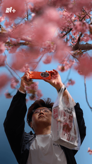 Cerezos en Flor, el Alma de Japón