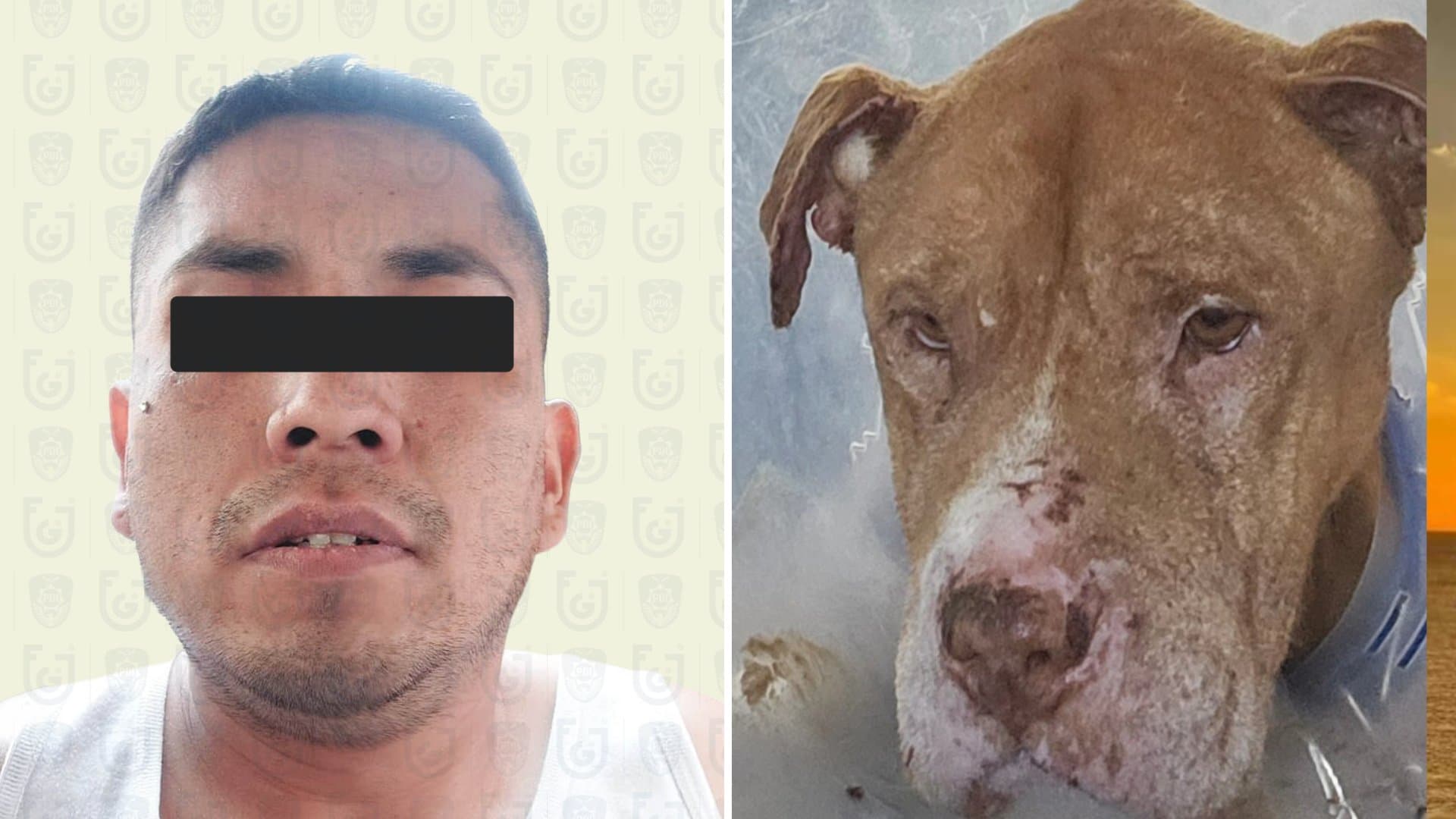 Perro Nicolás Asesinado CDMX