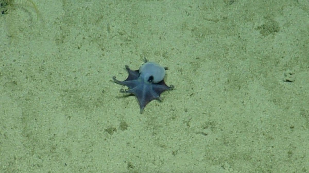 Descubren Pulpo del Tamaño de Pelota de Golf: Así Es la Nueva Especie
