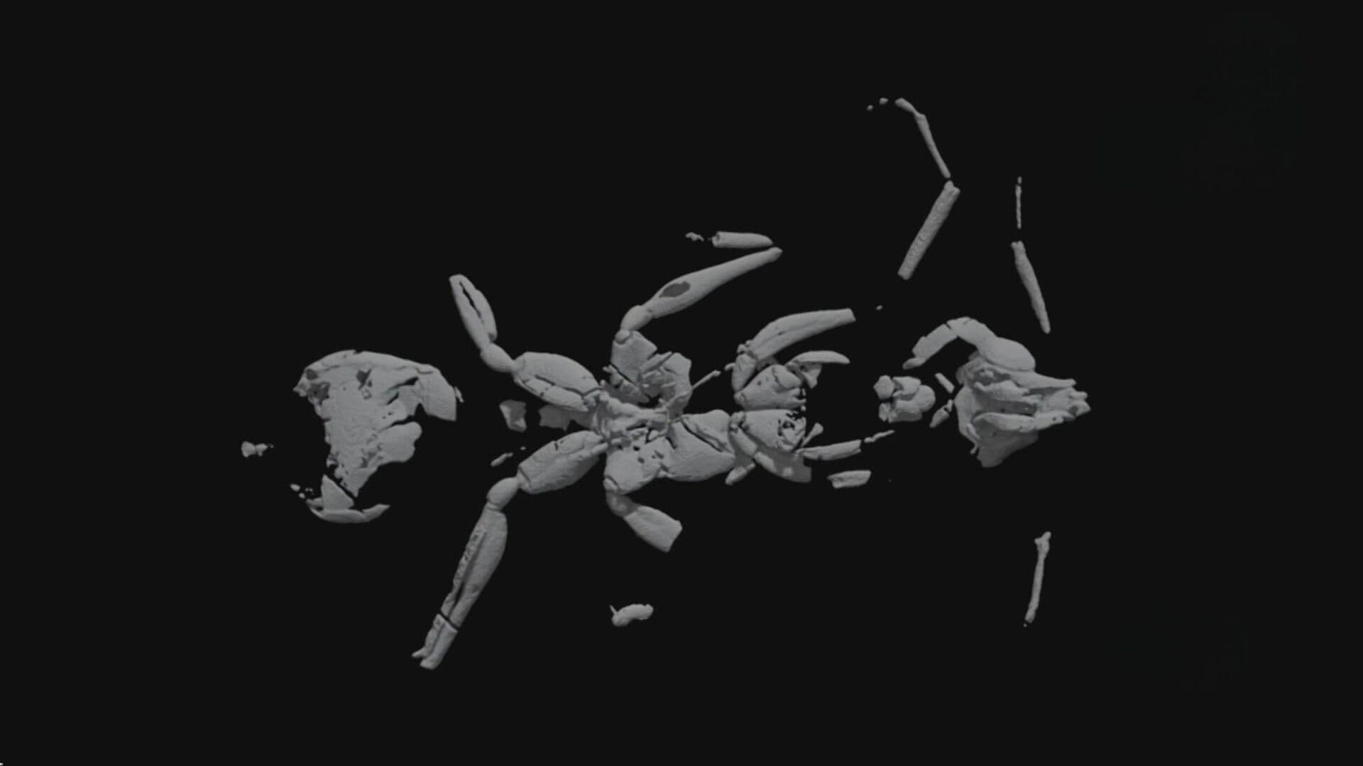 FOTO: Descubren en Brasil Fósil de Peligrosa Hormiga Voladora que Convivió con Dinosaurios