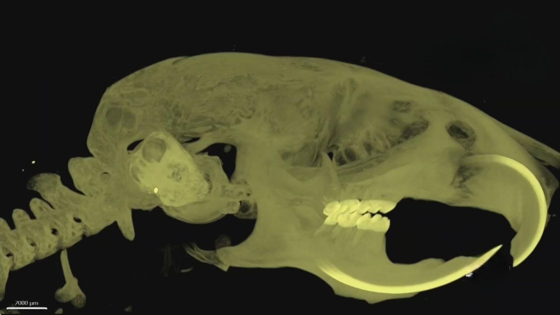 FOTO: Atlas en 3D de un Ratón Permitirá Estudiar Trastornos Neurológicos