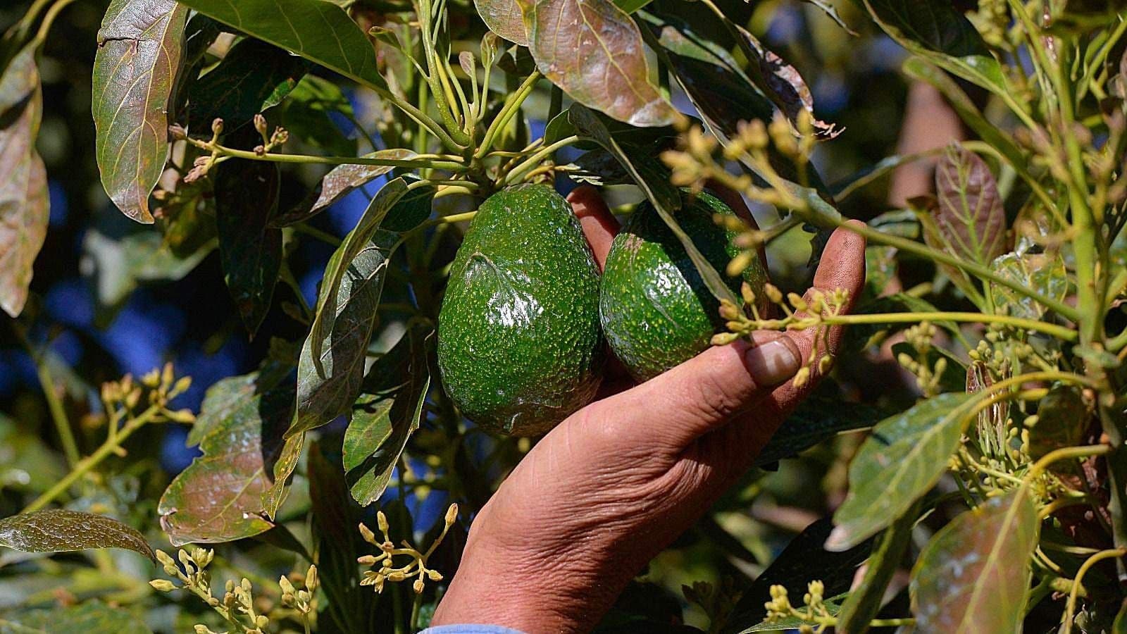 Aguacate Michoacano Toma Medidas Ante Posible Sanción del T-MEC