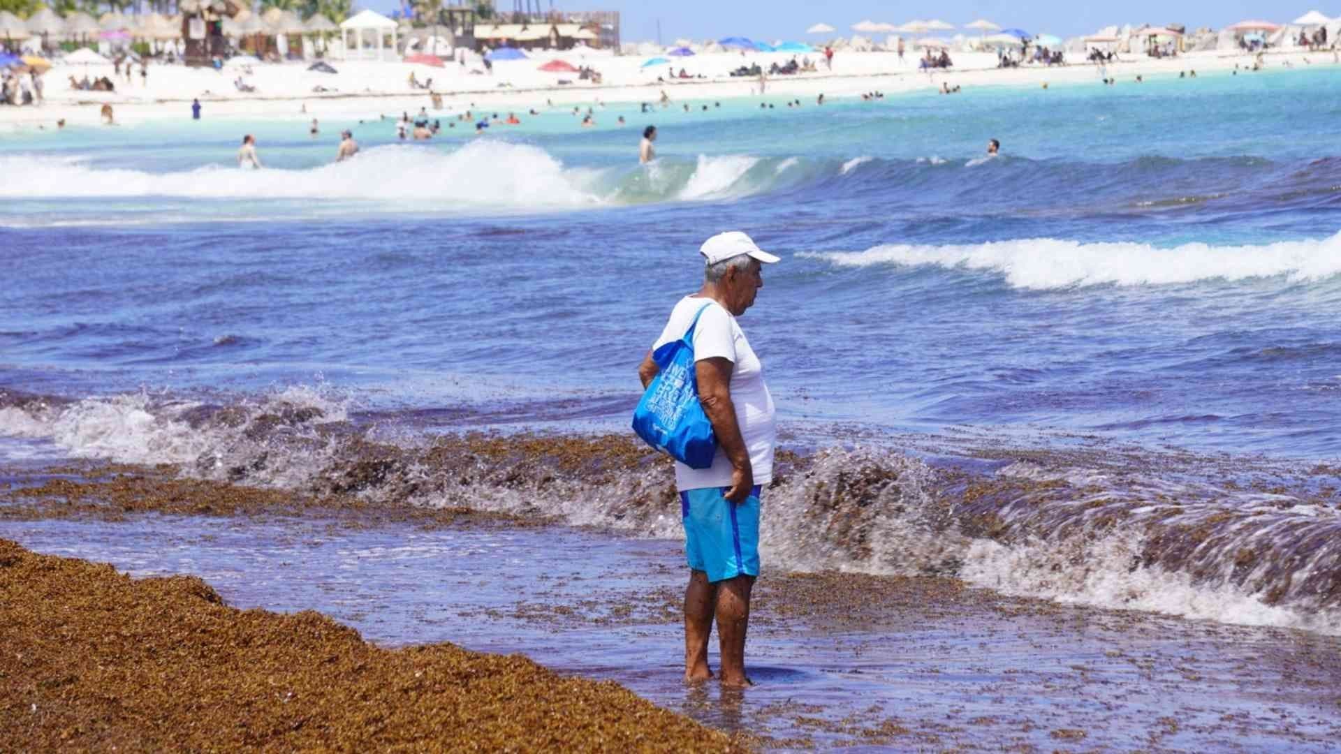 ¿Por Qué se Genera el Sargazo? Científica Prevé que ‘Marea Marrón’ Aumente 40%