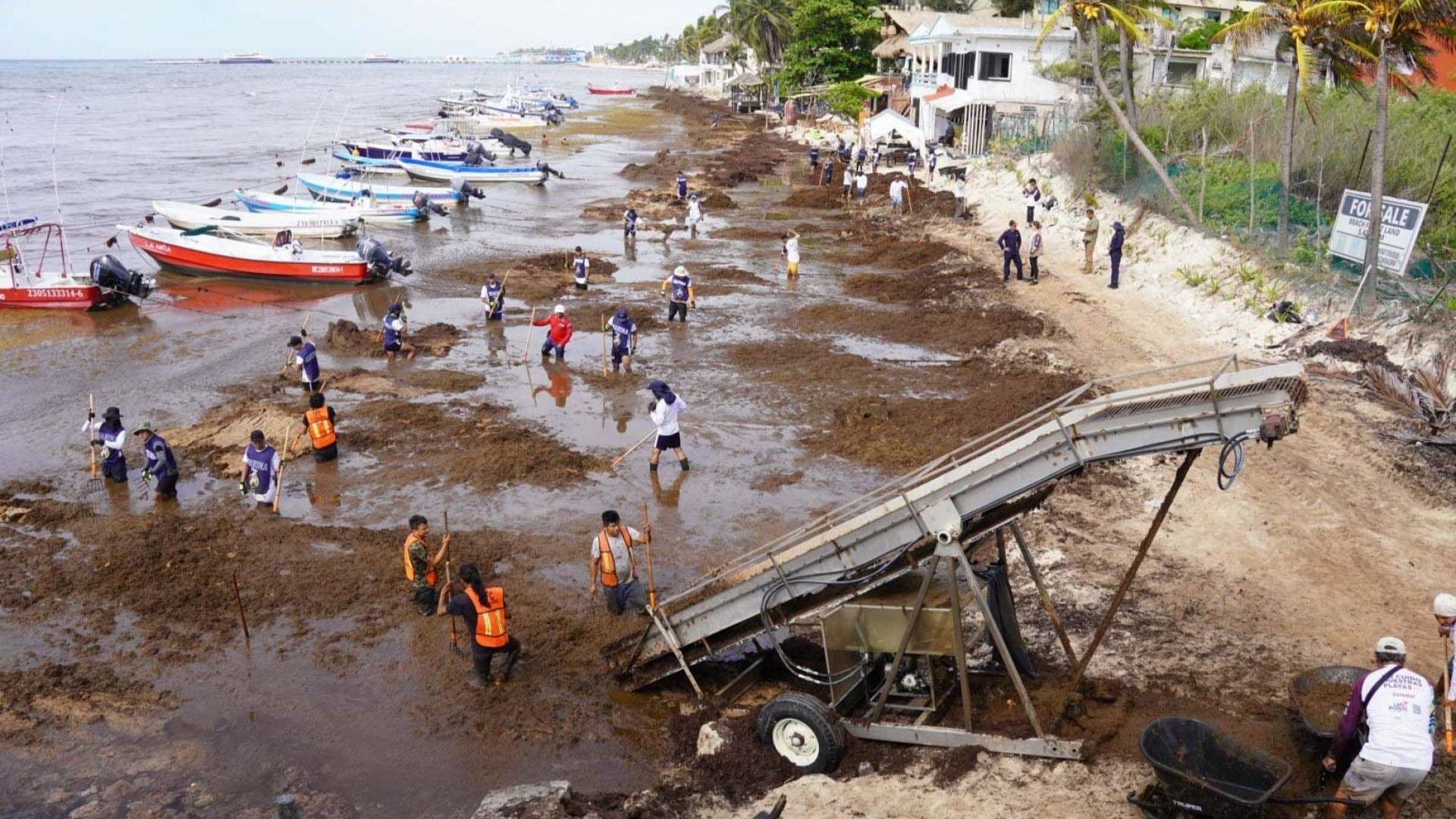Alertan Que Trabajadores de Limpieza de Sargazo Ponen en Peligro Su Salud