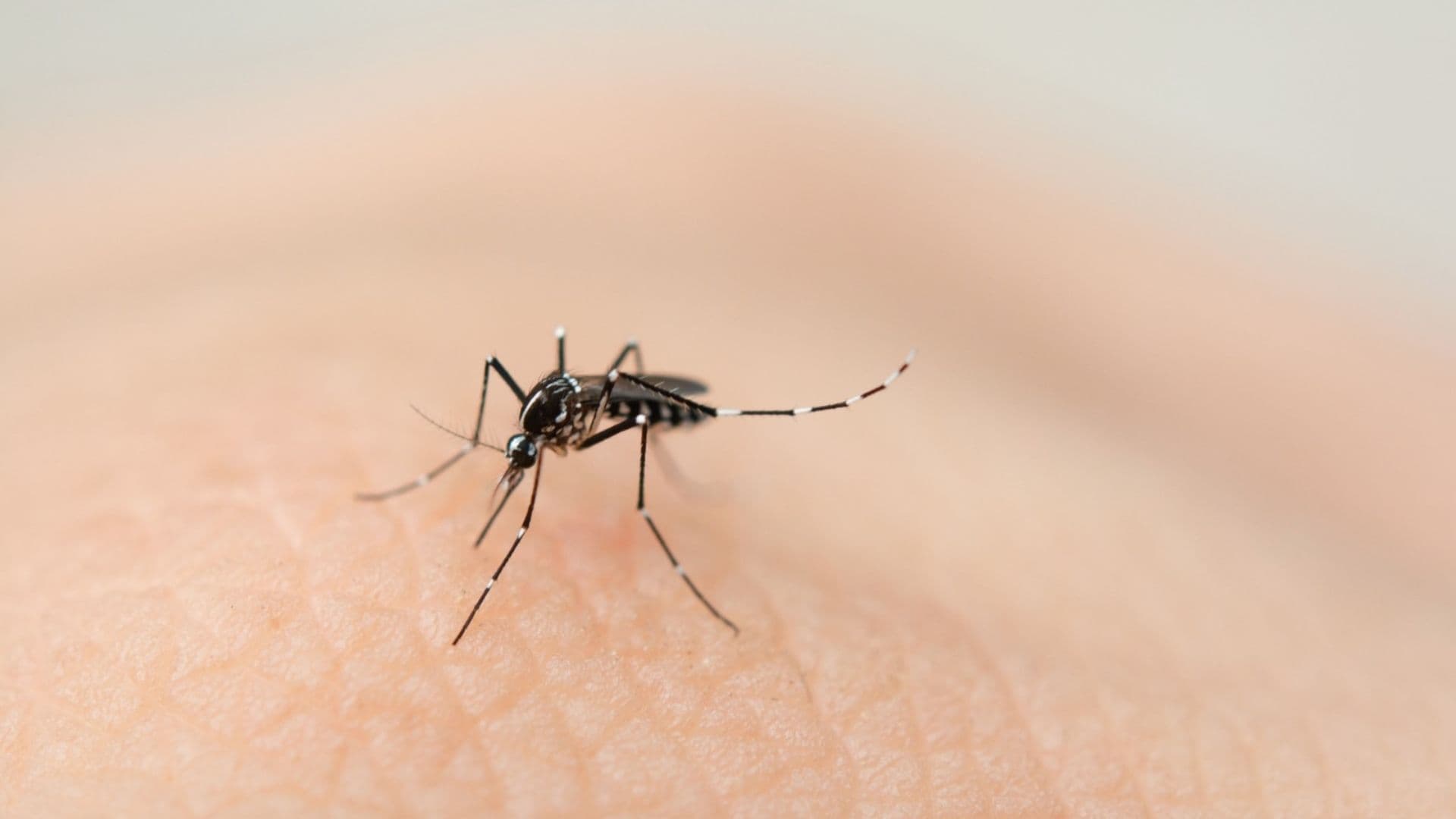 Encuentran Mosquitos en Islandia por Primera Vez en la Historia; Alertan de Expansión en la Isla