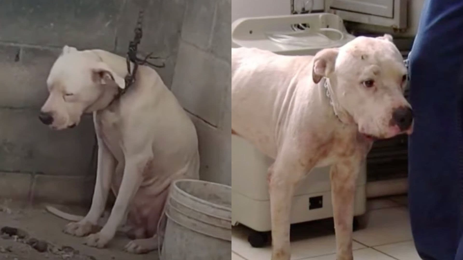 Rescatan a "Rudy", Perrito que Sufrió Presunto Maltrato Animal en una Casa en Zuazua, Nuevo León
