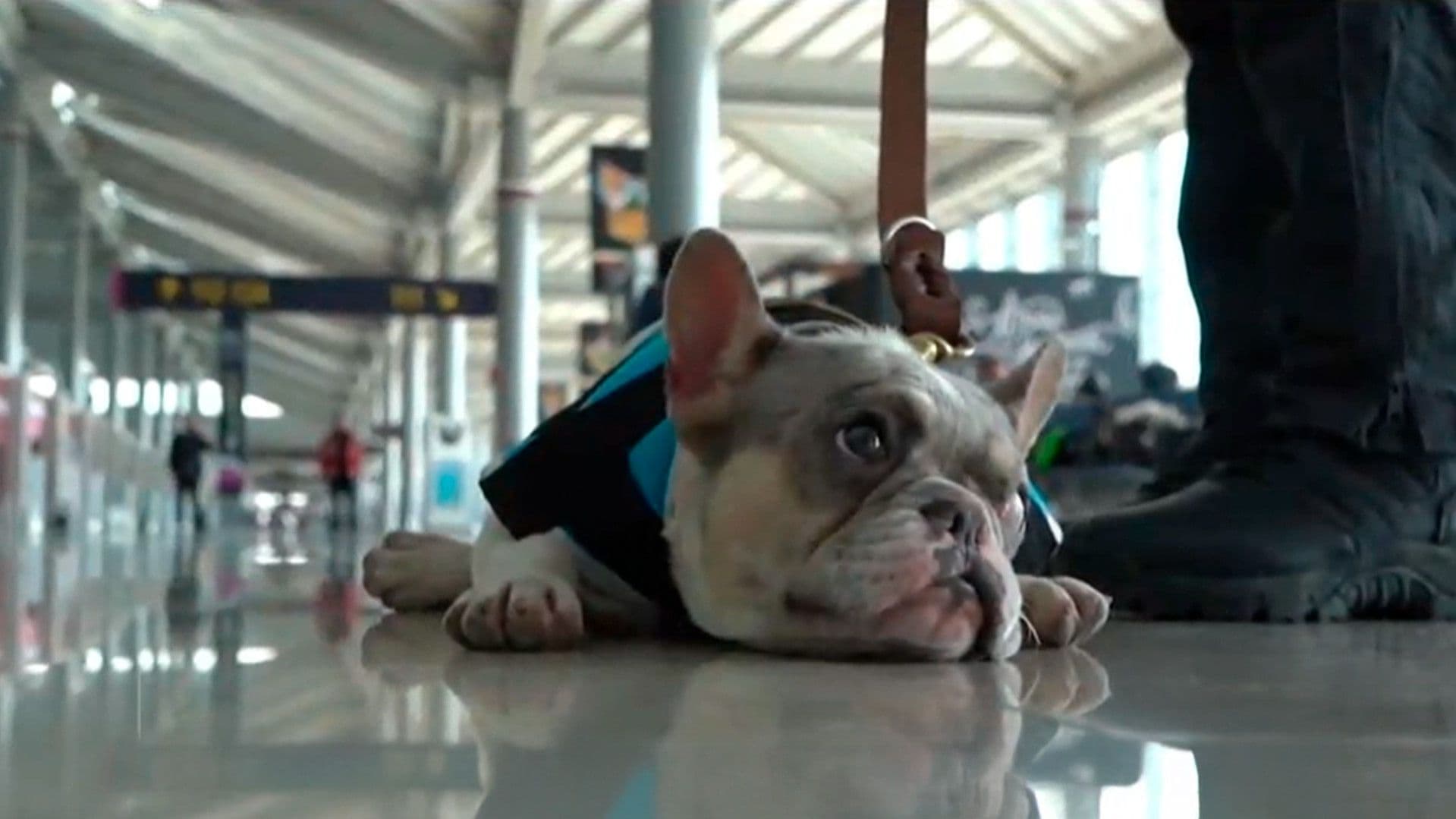 ¿Ansiedad al Volar? AIFA, Pionero con Escuadrón de Perros para Apoyo Emocional