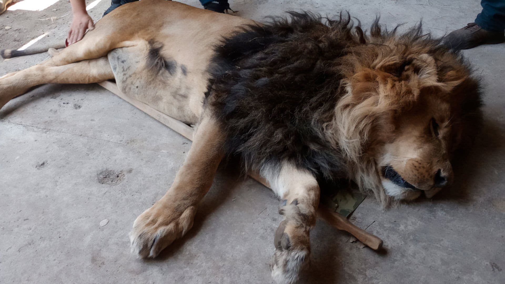 Desde Leones hasta Mapaches: Reubican 29 Animales de Zoológico Clandestino en Ocoyoacac, Edomex