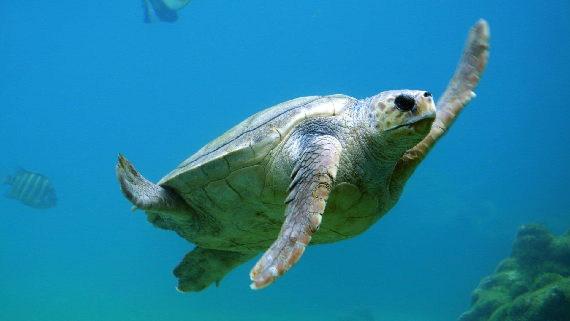Localizan Tortuga Muerta Cubierta de Hidrocarburo en Playa de Coatzacoalcos
