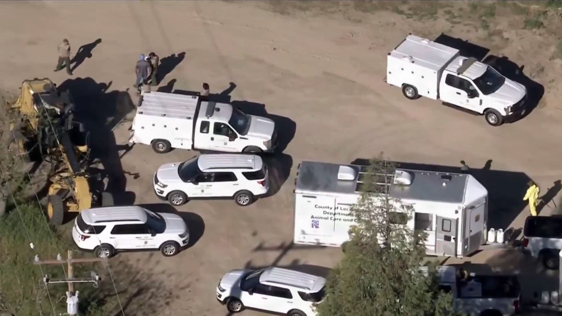 Rescatan a 700 Perros y Gatos en Los Ángeles; Sería el Mayor Operativo de su Tipo en EUA