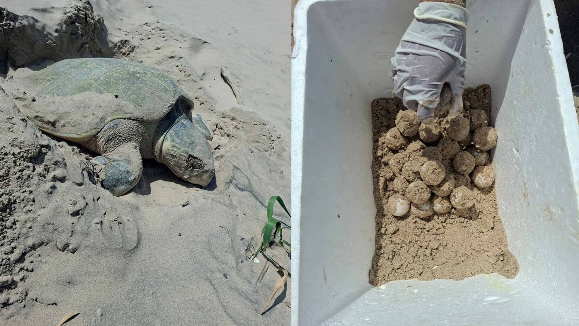 Tortuga Lora Arriba a Playa Miramar y Bagdad en Tamaulipas por Temporada de Anidación