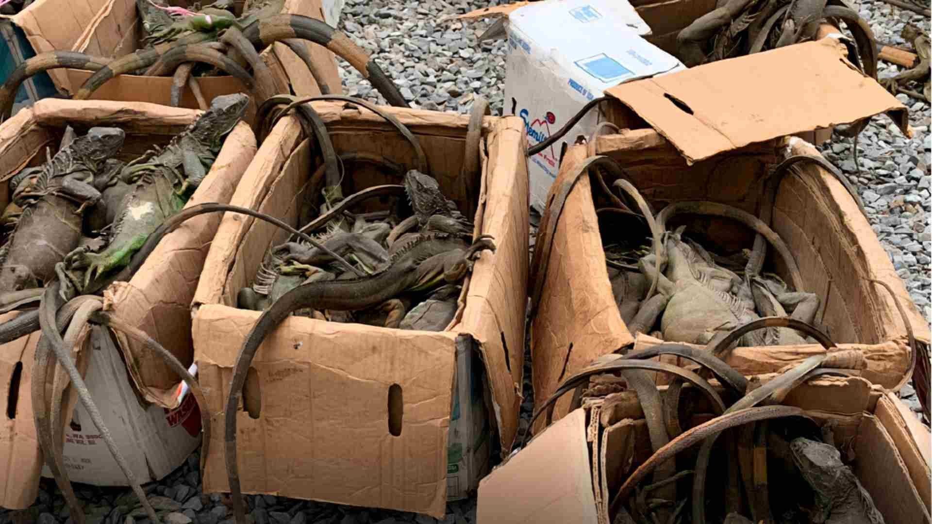 Aseguran Cargamento Ilegal de Iguanas en Oaxaca; Provenían de Coatzacoalcos, Veracruz