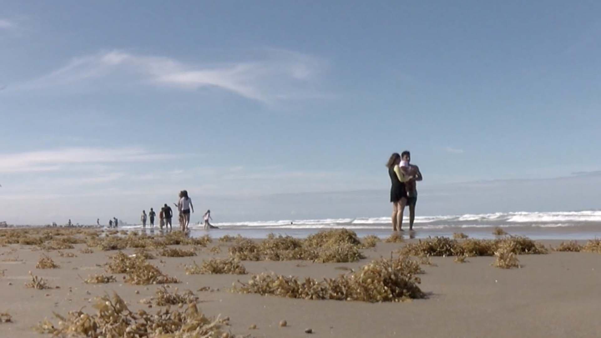 Playa Miramar Registra Sargazo Luego de Evento del Norte en Ciudad Madero