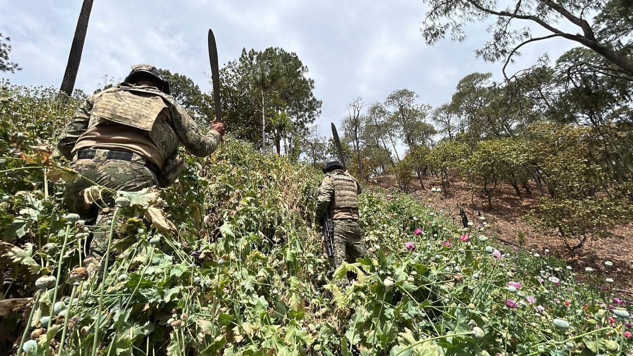 Golpe al CJNG: Marina Erradica Plantíos de Amapola en Nayarit